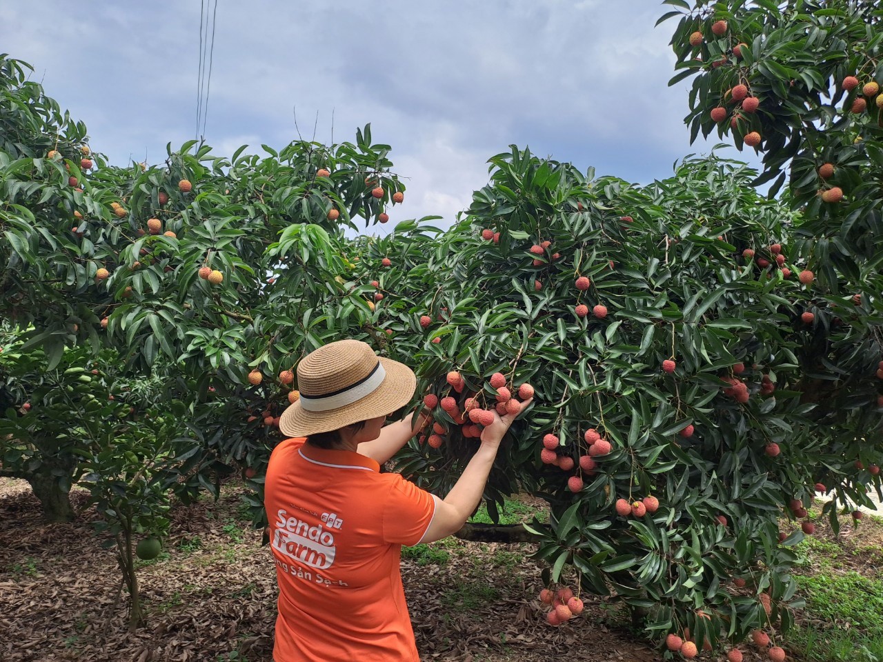[🛒🇻🇳]Sự “lên ngôi” của văn hoá đi chợ mới thảnh thơi và hiện đại – , SKU – – sendo.vn 🇻🇳🛒Top1Shop🛒 🇻🇳Top1Vietnam🇻🇳 🛍🛒🇻🇳