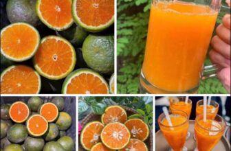 [🆕🇻🇳]  Tuyên Thuỳ Hải Phòng Shop Quần Áo Trẻ Em-Đồ Sơ Sinh-Giày Dép-Bỉm 🧑‍🧒❤️️👶⭐️ Máy vắt cam SOKANY công nghệ ĐỨC .
VỀ ĐÚNG MÙA CAMChỉ mất 10 giây là có 1 cốc nước cam ngon lành mà k tốn sứcChỉ cần cắm điện, máy tự xoay, đặt 1/2 q , shares-0✔️ , likes-6❤️️ , date-2025-06-17 16:50:56🇻🇳🇻🇳🇻🇳📰🆕