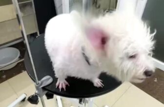 [🆕🇻🇳] Bệnh viện thú y Solpet Trần Khát Chân (522 Trần Khát Chân) 🐶🦜 Top1Pets 🐱🐠 Bé mèo mang bầu ở tuổi dậy thì nên không thể mở khớp bán động háng, dẫn tới thai bị kẹt ở lỗ chậu, phải can thiệp đẻ mổ, trộm vía các cháu khoẻ mạnh  , shares-0✔️ , likes-0❤️️ , date-2023-12-06 05:15:23🐶🐱🇻🇳🇻🇳🇻🇳📰🆕