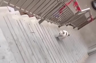 [🆕🇻🇳] Na&Moon pet – Spa , đồ dùng cho thú cưng 🐶🦜 Top1Pets 🐱🐠 Never give up  , shares-0✔️ , likes-0❤️️ , date-2023-12-06 18:05:03🐶🐱🇻🇳🇻🇳🇻🇳📰🆕