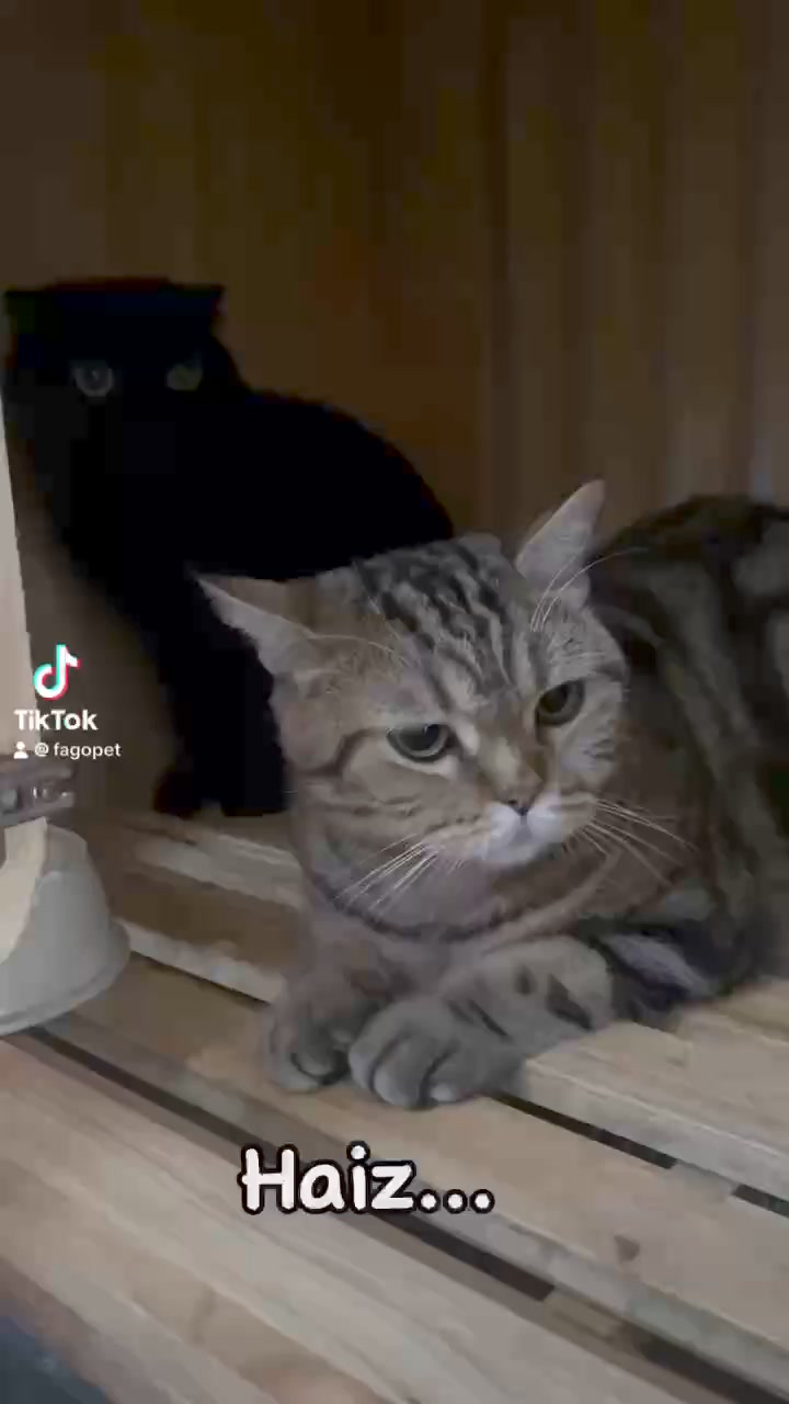 [🆕🇻🇳] BULL BÉO Petshop  🐶🦜 Top1Pets 🐱🐠 Mở cửa : 10h sáng – 20h tối
( Khách cần mua hàng gấp ALO trực tiếp nhé ạ !! )
————————————————
BULL BÉO PETSHOP :
Số 37 Đ , shares-0✔️ , likes-11❤️️ , date-2024-04-18 14:02:56🐶🐱🇻🇳🇻🇳🇻🇳📰🆕