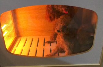 [🆕🇻🇳] Lồng Sấy Chó Mèo Cao Cấp – Tổng Kho 🐶🦜 Top1Pets 🐱🐠 FEEDBACK của khách khi trải nghiệm lồng sấy bên em ạ
Em có bán lồng sấy từ cún bé – cún nặng trên 25kg ạ
Có thiết kế theo yêu cầu ạ
Anh/Chị nhắn tin Page h , shares-0✔️ , likes-1❤️️ , date-2024-07-22 04:14:44🐶🐱🇻🇳🇻🇳🇻🇳📰🆕