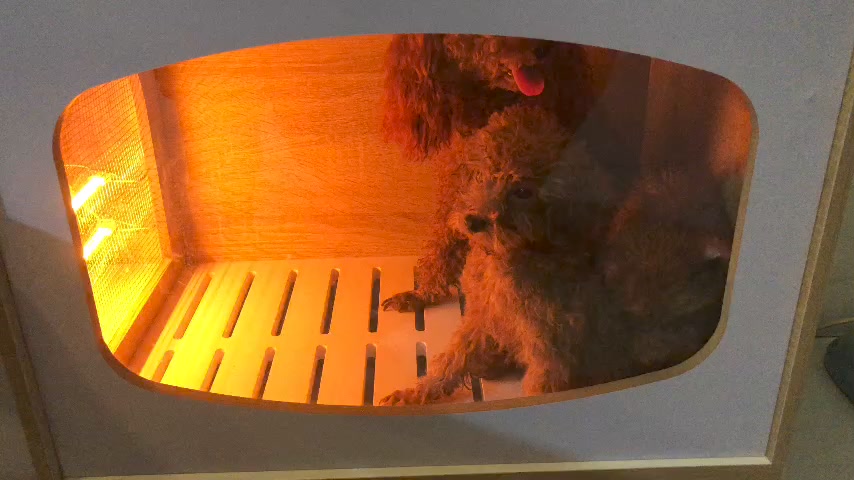 [🆕🇻🇳] Lồng Sấy Chó Mèo Cao Cấp – Tổng Kho 🐶🦜 Top1Pets 🐱🐠 FEEDBACK của khách khi trải nghiệm lồng sấy bên em ạ
Em có bán lồng sấy từ cún bé – cún nặng trên 25kg ạ
Có thiết kế theo yêu cầu ạ
Anh/Chị nhắn tin Page h , shares-0✔️ , likes-1❤️️ , date-2024-07-22 04:14:44🐶🐱🇻🇳🇻🇳🇻🇳📰🆕