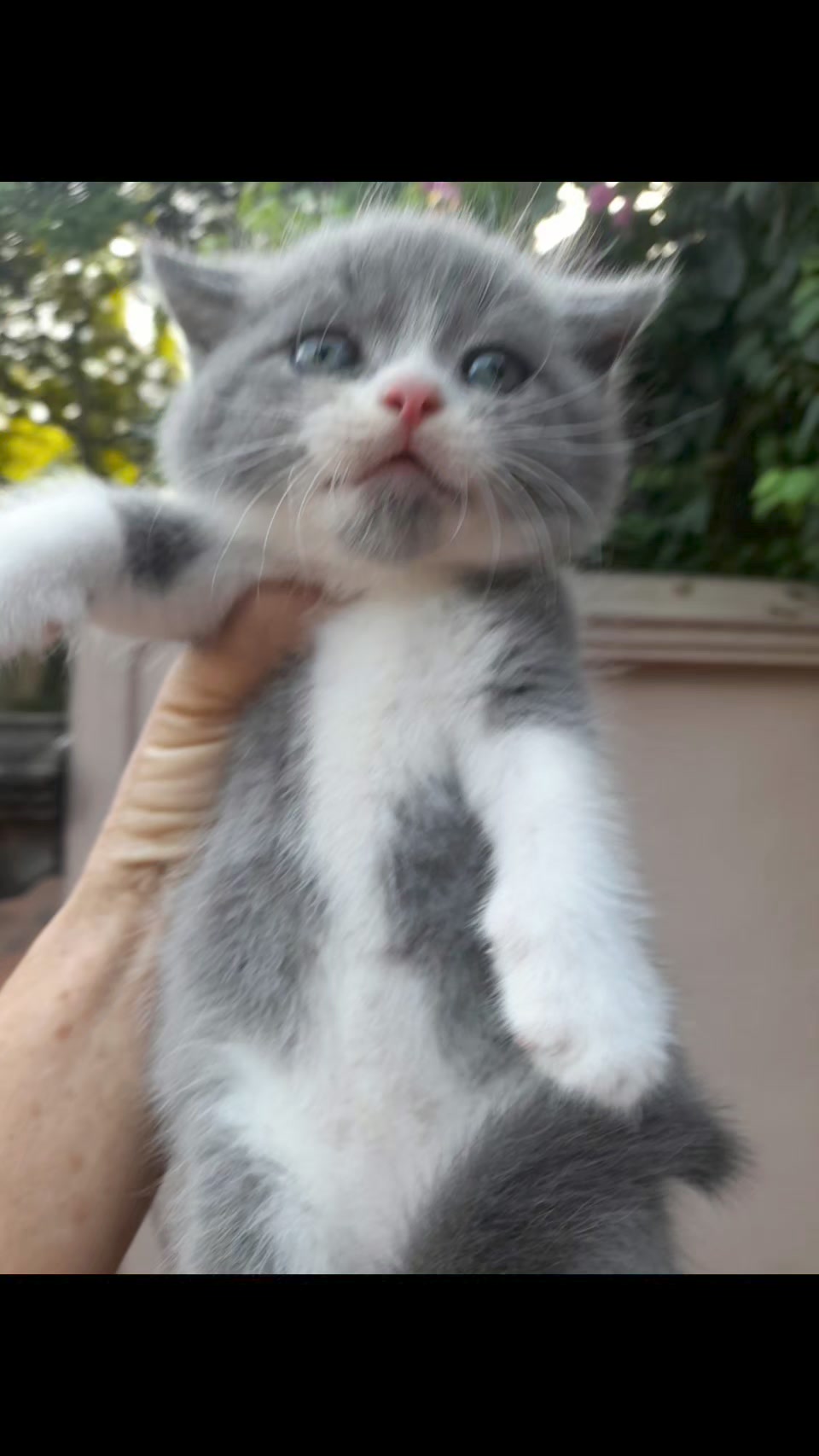 [🆕🇻🇳] Đậu Đỏ petshop 🐶🦜 Top1Pets 🐱🐠 Bạn khách nhiệt tình sáng sớm đi hơn 40km ra sân bay đón em về. Đáng iu quá đi thôi
#daudopetshop #meoanhlongngan #mèoaln , shares-0✔️ , likes-0❤️️ , date-2024-08-10 03:34:41🐶🐱🇻🇳🇻🇳🇻🇳📰🆕