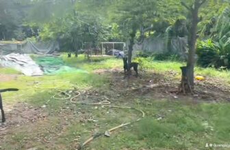 [🆕🇻🇳] Chăm sóc, Huấn Luyện Cún Cưng – Chó Nghiệp Vụ 24h 🐶🦜 Top1Pets 🐱🐠  , shares-0✔️ , likes-5❤️️ , date-2024-09-16 16:52:10🐶🐱🇻🇳🇻🇳🇻🇳📰🆕