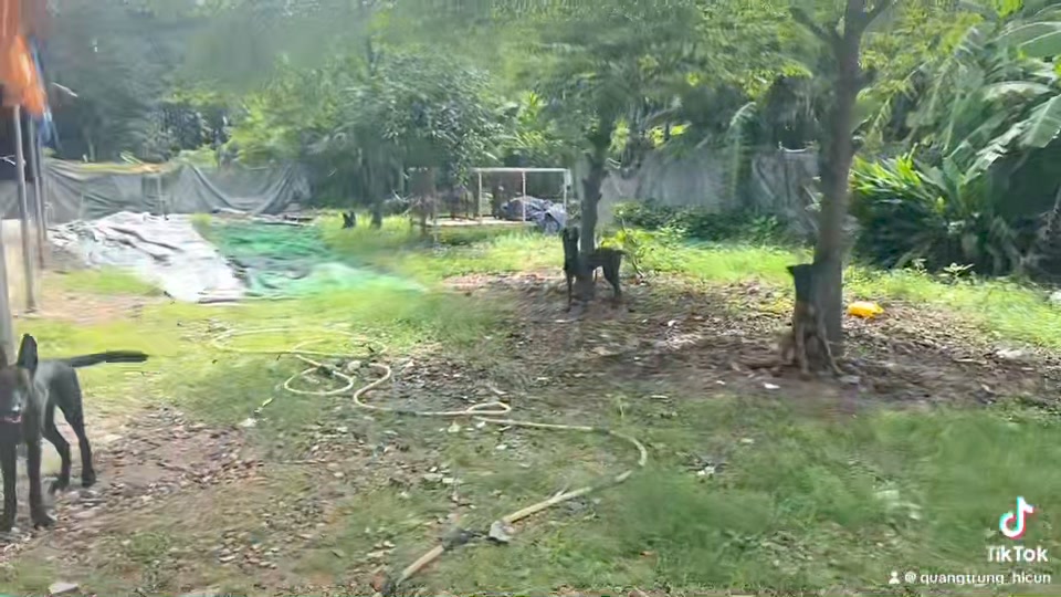 [🆕🇻🇳] Chăm sóc, Huấn Luyện Cún Cưng – Chó Nghiệp Vụ 24h 🐶🦜 Top1Pets 🐱🐠  , shares-0✔️ , likes-5❤️️ , date-2024-09-16 16:52:10🐶🐱🇻🇳🇻🇳🇻🇳📰🆕