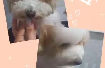 [🆕🇻🇳] TotoPet – Chuyên Đưa đón cắt tạo kiểu cho thú cưng 🐶🦜 Top1Pets 🐱🐠 Tiệm Nhà ToTo PetChuyên cung cấp dịch vụ: Tắm Vệ Sinh & Cắt Tỉa Lông Tạo Kiểu cho Thú Cưng với Mức Giá Tốt Nhất TPHCM.Ba Mẹ có nhu cầu làm đẹp cho co , shares-0✔️ , likes-0❤️️ , date-2024-10-04 22:50:54🐶🐱🇻🇳🇻🇳🇻🇳📰🆕