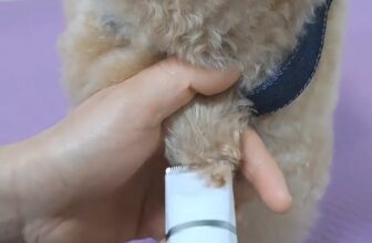 [🆕🇻🇳] Lady Pets Funny 🐶🦜 Top1Pets 🐱🐠  , shares-28✔️ , likes-19K❤️️ , date-2024-10-14 04:20:25🐶🐱🇻🇳🇻🇳🇻🇳📰🆕