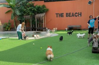 [🆕🇻🇳] PetBuddy – The Dog Resort 🐶🦜 Top1Pets 🐱🐠 Mỗi ngày được chăm sóc và ngắm nhìn những bé cún trong một không gian bình yên, trong lành là niềm hạnh phúc của @petbuddy_thedogresort , shares-0✔️ , likes-0❤️️ , date-2024-10-25 18:09:07🐶🐱🇻🇳🇻🇳🇻🇳📰🆕