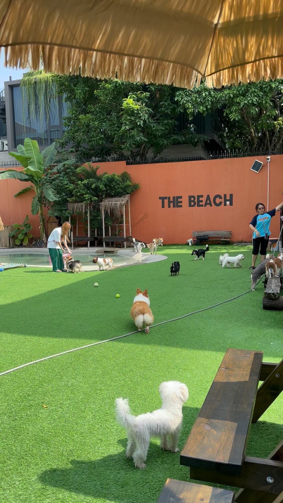 [🆕🇻🇳] PetBuddy – The Dog Resort 🐶🦜 Top1Pets 🐱🐠 Mỗi ngày được chăm sóc và ngắm nhìn những bé cún trong một không gian bình yên, trong lành là niềm hạnh phúc của @petbuddy_thedogresort , shares-0✔️ , likes-0❤️️ , date-2024-10-25 18:09:07🐶🐱🇻🇳🇻🇳🇻🇳📰🆕