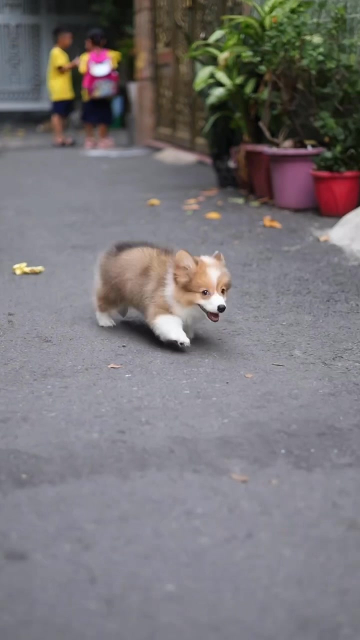 [🆕🇻🇳] Shop cún cưng – Shop chuyên các cún xinh , Corgi , mèo 🐶🦜 Top1Pets 🐱🐠  , shares-1✔️ , likes-254❤️️ , date-2024-12-04 21:02:51🐶🐱🇻🇳🇻🇳🇻🇳📰🆕