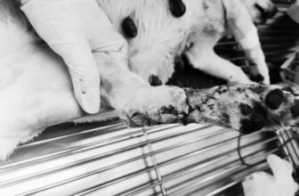 [🆕🇻🇳] PetKung.vn 🐶🦜 Top1Pets 🐱🐠 Đã phẩu thuật xong cho bé. May mắn mọi chuyện đều suôn sẻ.Cảm ơn mọi người đã theo dõi, nhắn tin hỏi thăm, chia sẻ và giành những lời động viên đến bé , shares-0✔️ , likes-0❤️️ , date-2025-01-22 04:05:41🐶🐱🇻🇳🇻🇳🇻🇳📰🆕