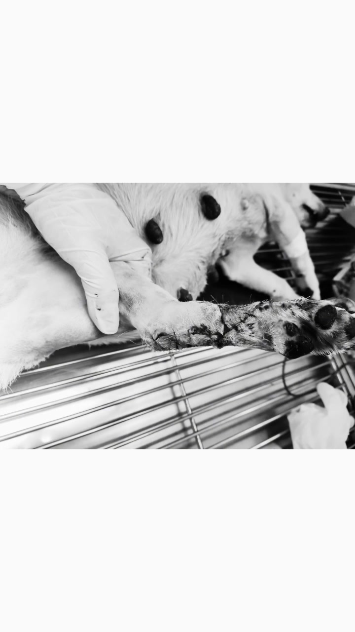 [🆕🇻🇳] PetKung.vn 🐶🦜 Top1Pets 🐱🐠 Đã phẩu thuật xong cho bé. May mắn mọi chuyện đều suôn sẻ.Cảm ơn mọi người đã theo dõi, nhắn tin hỏi thăm, chia sẻ và giành những lời động viên đến bé , shares-0✔️ , likes-0❤️️ , date-2025-01-22 04:05:41🐶🐱🇻🇳🇻🇳🇻🇳📰🆕