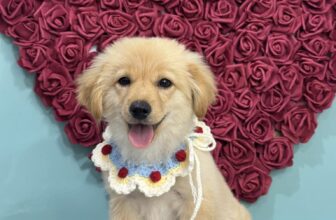 [🆕🇻🇳] CiciPets – Tiệm làm đẹp thú cưng 🐶🦜 Top1Pets 🐱🐠  Ảnh biết ảnh đẹp trai, kêu chụp hình ảnh cười tươi rói luôn đó Cô ChúBa Mẹ đặt lịch trước khi đến để các Bé Yêu không chờ lâu nhéĐặt lịch trước qua s , shares-2✔️ , likes-6❤️️ , date-2025-03-02 01:58:19🐶🐱🇻🇳🇻🇳🇻🇳📰🆕