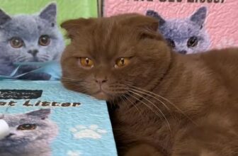 [🆕🇻🇳] Cát Vệ Sinh Cho Mèo Giá Rẻ Hải Phòng 🐶🦜 Top1Pets 🐱🐠 Cát vệ sinh đậu nành Natural World là lựa chọn tuyệt vời cho những bé mèo yêu nhà bạn!
An toàn và thân thiện: Được làm từ đậu nành tự nhiên, Natural World , shares-0✔️ , likes-0❤️️ , date-2025-02-25 23:38:27🐶🐱🇻🇳🇻🇳🇻🇳📰🆕