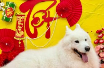 [🆕🇻🇳] Pet’s Home – Siêu Thị Thú Cưng 🐶🦜 Top1Pets 🐱🐠 MIỄN PHÍ  Lên đến 100% chi phíHuệ Pet xin thông báo, ngày mai mùng 6/1/2025 AL cả 3 cơ sở chính thức hoạt động trở lại. Kèm theo rất nhiều ưu đãi và lì  , shares-0✔️ , likes-5❤️️ , date-2025-02-02 21:10:25🐶🐱🇻🇳🇻🇳🇻🇳📰🆕