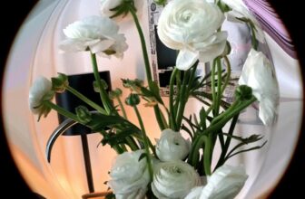 [🆕🇻🇳] Boọc Đô – Cửa hàng bánh nướng nhỏ 🍔 Top1Food  🍜 White Day  Boọc Đô  #boọcđô #boocdo #boocdoo , shares-0✔️ , likes-0❤️️ , date-2025-03-14 16:16:11🇻🇳🇻🇳🇻🇳📰🆕