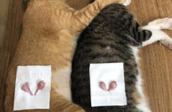 [🆕🇻🇳] Dịch Vụ Thú Y Tại Nhà Huế 🐶🦜 Top1Pets 🐱🐠 Hái cà cho 2 bạn trẻ____________________________
DỊCH VỤ THÚ Y TẠI NHÀ HUẾ
Tận Tâm – Uy Tín – Nhiệt Tình
Giờ làm việc:
Tất cả các ngày trong tuầ , shares-0✔️ , likes-1❤️️ , date-2025-03-31 01:12:33🐶🐱🇻🇳🇻🇳🇻🇳📰🆕