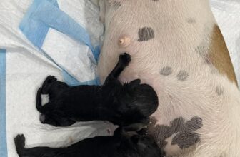 [🆕🇻🇳] Phòng Khám Thú Y Sky Pet 🐶🦜 Top1Pets 🐱🐠 Mổ đẻ cấp cứu tối 30/9/2024. Chốt tháng
, shares-0✔️ , likes-3❤️️ , date-2024-10-01 04:22:36🐶🐱🇻🇳🇻🇳🇻🇳📰🆕