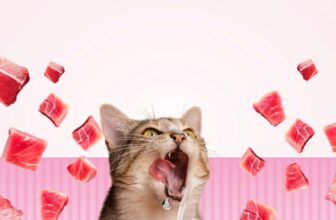 [🆕🇻🇳] Maxime Việt Nam – Pet food supplier 🐶🦜 Top1Pets 🐱🐠  , shares-2✔️ , likes-26❤️️ , date-2025-04-15 18:32:18🐶🐱🇻🇳🇻🇳🇻🇳📰🆕