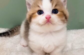 [🆕🇻🇳] THI MON’S HOUSE 🐶🦜 Top1Pets 🐱🐠 Phiên chợ đông em cầm nhầm bịch sắn
Chuyện em chưn ngắn sao Sen đi kể khắp nơi …l o v e y o u
#brishtishshorthair # , shares-0✔️ , likes-9❤️️ , date-2025-04-13 05:01:52🐶🐱🇻🇳🇻🇳🇻🇳📰🆕