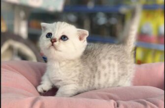 [🆕🇻🇳] SamSam Pet Shop 🐶🦜 Top1Pets 🐱🐠 Shop sẵn miu xinh
, shares-0✔️ , likes-3❤️️ , date-2025-04-15 21:06:15🐶🐱🇻🇳🇻🇳🇻🇳📰🆕