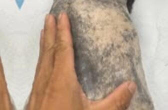 [🆕🇻🇳] Thú y PET HẬU NGHĨA – Thiên đường thú cưng 🐶🦜 Top1Pets 🐱🐠  , shares-0✔️ , likes-0❤️️ , date-2025-04-16 01:43:33🐶🐱🇻🇳🇻🇳🇻🇳📰🆕