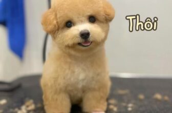 [🆕🇻🇳] Pet Oiii 🐶🦜 Top1Pets 🐱🐠 Cái đồ quá đánggggggg … iu_____________________________________𝐏𝐄𝐓 𝐎𝐈𝐈𝐈
SPA – GROOMING – HOTEL – DAYCARE𝟐𝟐𝟕 𝐁𝐮̀𝐢 Đ𝐢̀𝐧𝐡 𝐓𝐮𝐲́, , shares-0✔️ , likes-0❤️️ , date-2025-04-25 03:06:04🐶🐱🇻🇳🇻🇳🇻🇳📰🆕