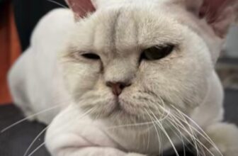 [🆕🇻🇳] Ginnie Pet shop 🐶🦜 Top1Pets 🐱🐠
————————————————————————
Ginnie PetshopTiệm thức ăn phụ kiện và Làm Đẹp Thú Cưng
Ginnie có dịch vụ Đưa Đón Tận Nơi
Hotline làm đẹp cho các bé: 0348.79. , shares-0✔️ , likes-0❤️️ , date-2025-04-23 19:00:31🐶🐱🇻🇳🇻🇳🇻🇳📰🆕