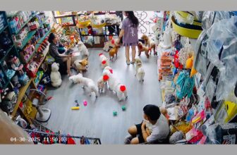 [🆕🇻🇳] KIKI PET 🐶🦜 Top1Pets 🐱🐠 KHỐI TRÔNG GIỮ!! , shares-0✔️ , likes-0❤️️ , date-2025-04-30 23:53:44🐶🐱🇻🇳🇻🇳🇻🇳📰🆕