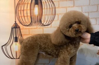 [🆕🇻🇳] TOM PET- Nơi thú cưng của bạn thích thú 🐶🦜 Top1Pets 🐱🐠 Trộm vía
Khách Yêu Khách Thương
, shares-0✔️ , likes-4❤️️ , date-2025-01-20 00:20:16🐶🐱🇻🇳🇻🇳🇻🇳📰🆕