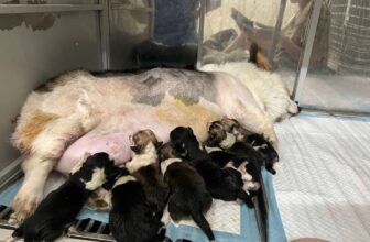 [🆕🇻🇳] Phòng Khám Thú Y S-Pet 🐶🦜 Top1Pets 🐱🐠  , shares-0✔️ , likes-0❤️️ , date-🐶🐱🇻🇳🇻🇳🇻🇳📰🆕