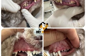 [🆕🇻🇳] RỐT HOUSE – Tiệm Cắt Lông Thú Cưng 🐶🦜 Top1Pets 🐱🐠 Cạo vôi răng ko gây mê – ko gây tê
Trộm vía cậu bé ngoan ngồi yên cho cạo
Inb e đặt lịch cạo vôi cho Boss ngay nhé𝐻𝑜𝑡𝑙𝑖𝑛𝑒 𝑏𝑜𝑜𝑘 𝑙𝑖̣𝑐ℎ : 0796421899
𝑂𝑝 , shares-1✔️ , likes-5❤️️ , date-2025-05-08 04:40:54🐶🐱🇻🇳🇻🇳🇻🇳📰🆕