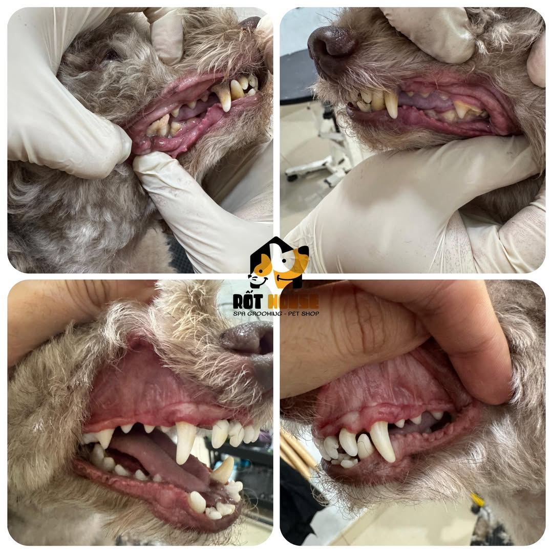 [🆕🇻🇳] RỐT HOUSE – Tiệm Cắt Lông Thú Cưng 🐶🦜 Top1Pets 🐱🐠 Cạo vôi răng ko gây mê – ko gây tê
Trộm vía cậu bé ngoan ngồi yên cho cạo
Inb e đặt lịch cạo vôi cho Boss ngay nhé𝐻𝑜𝑡𝑙𝑖𝑛𝑒 𝑏𝑜𝑜𝑘 𝑙𝑖̣𝑐ℎ : 0796421899
𝑂𝑝 , shares-1✔️ , likes-5❤️️ , date-2025-05-08 04:40:54🐶🐱🇻🇳🇻🇳🇻🇳📰🆕