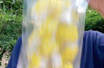 [🆕🇻🇳] Hữu Tài Cake – Bánh In Nhân Dừa Non 🍔 Top1Food  🍜 Túi bánh in 600g  Hữu Tài Cake , shares-0✔️ , likes-0❤️️ , date-2025-05-08 22:57:17🇻🇳🇻🇳🇻🇳📰🆕