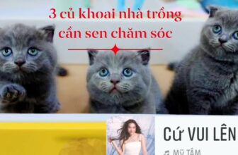 [🆕🇻🇳] Pet Vet 🐶🦜 Top1Pets 🐱🐠  , shares-0✔️ , likes-0❤️️ , date-2025-05-12 19:18:02🐶🐱🇻🇳🇻🇳🇻🇳📰🆕