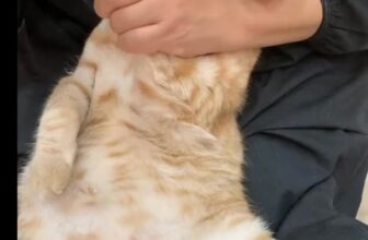 [☕️🇻🇳] Tiệm Cafe Mèo JennyMiaw – PetSpa 🥤 Top1Coffee ☕️ 1144 Láng, HN nha mấy bà  #catcafe #cafemeo #hanoi , shares-0✔️ , likes-0❤️️ , date-2025-05-17 16:06:21🇻🇳🇻🇳🇻🇳📰🆕