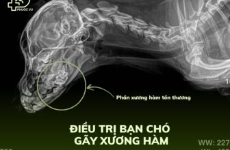 [🆕🇻🇳] Phòng Khám Thú Y Phước Vũ – Bình Dương 🐶🦜 Top1Pets 🐱🐠 Case điều trị gãy xương hàm trên ở chó.
Giống: chó
Tên: Cọp
Nguyên nhân: Tai nạn giao thông
Phương pháp chẩn đoán: x-quang.
Phương pháp điều trị: Nẹp vít  , shares-0✔️ , likes-2❤️️ , date-2025-06-04 17:00:26🐶🐱🇻🇳🇻🇳🇻🇳📰🆕