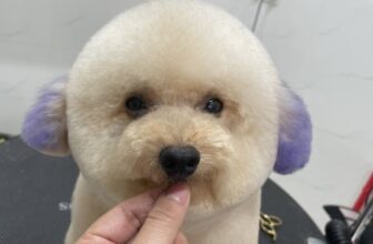 [🆕🇻🇳] THƠM – tiệm làm đẹp thú cưng 🐶🦜 Top1Pets 🐱🐠 Em hơi hung dữ á, chị cắt sao thấy em hiền thiệt hiền luôn nha chị
————————————–
𝐓𝐇𝐎̛𝐌 chuyên:
Spa thú cưng
Dịch vụ trông giữ-  , shares-2✔️ , likes-6❤️️ , date-2025-05-22 20:34:30🐶🐱🇻🇳🇻🇳🇻🇳📰🆕