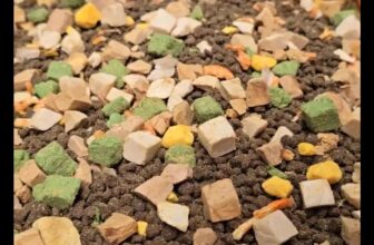 [🆕🇻🇳] Thức ăn Thú Cưng – Gold Vets 🐶🦜 Top1Pets 🐱🐠  , shares-0✔️ , likes-34❤️️ , date-2025-05-21 16:55:07🐶🐱🇻🇳🇻🇳🇻🇳📰🆕