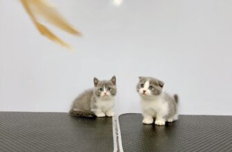 [🆕🇻🇳] Pumami Pet Shop – Cửa Hàng Chăm Sóc Thú Cưng 🐶🦜 Top1Pets 🐱🐠 Các bé mèo anh lông ngắn,chân lùn  đáng yêu chỉ có ngủ và ăn
Đã biết ăn hạt,pate, biết đi vệ sinh trong thau cát và rất háu ăn ạ.Liên hệ: 0909463601.
Đị , shares-1✔️ , likes-17❤️️ , date-2025-05-22 22:14:44🐶🐱🇻🇳🇻🇳🇻🇳📰🆕