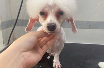 [🆕🇻🇳] Pety Station Quận 8 – Spa, grooming, hotel, thức ăn và phụ kiện cho thú cưng 🐶🦜 Top1Pets 🐱🐠 Các mẫu hot hit mùa hè ạ𝑻𝒉𝒐̂𝒏𝒈 𝒕𝒊𝒏 𝒍𝒊𝒆̂𝒏 𝒉𝒆̣̂:
Fanpage: Pety Station Quận 8
Địa chỉ: 582 Hưng Phú, Phường 9, Quận 8
Gg maps:
Hotline: 084 2161157
, shares-0✔️ , likes-1❤️️ , date-2025-05-26 19:36:13🐶🐱🇻🇳🇻🇳🇻🇳📰🆕