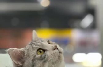 [🆕🇻🇳Hệ Thống Dịch Vụ Thú Y – AUDI PET.com 🐶🦜 Top1Pets 🐱🐠  , shares-0✔️ , likes-0❤️️ , date-2025-05-28 01:31:17🐶🐱🇻🇳🇻🇳🇻🇳📰🆕