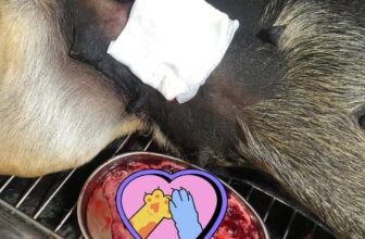 [🆕🇻🇳] Bệnh Viện Thú Y Tây Bắc 🐶🦜 Top1Pets 🐱🐠 Bạn cún cái đã chữa khỏi sùi mào gà sau 1 lần truyền hoá chất, và nay sức khoẻ bé đã ổn định để triệt sản!!!
Triệt sản là phương án tốt nhất khi không muốn , shares-2✔️ , likes-7❤️️ , date-2025-05-28 21:55:41🐶🐱🇻🇳🇻🇳🇻🇳📰🆕