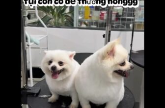 [🆕🇻🇳] Nancy Pet House – Spa Hotel & More 🐶🦜 Top1Pets 🐱🐠 Hí anh em , chào đón mùa hè cùng với Nancy nhé“Mùa Hè Đã Đến! Đưa Chú Chó Của Bạn Đi Cắt Lông Ngay!Mùa hè là thời điểm lý tưởng để đưa chú chó của bạn , shares-0✔️ , likes-5❤️️ , date-2025-05-28 20:36:27🐶🐱🇻🇳🇻🇳🇻🇳📰🆕