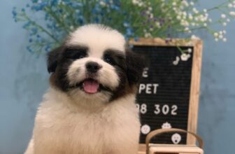 [🆕🇻🇳] Love Pet – Cửa Hàng Chăm Sóc Thú Cưng Hải Phòng 🐶🦜 Top1Pets 🐱🐠 Nhìn mặt thì ngoan, chứ phá thì vô địch !!!#Lovepet #Spathucung #Spachomeo #ThuyNguyen #HaiPhong
Các sen cứ việc lên lịch còn việc đưa đón cứ để shop l , shares-1✔️ , likes-4❤️️ , date-2025-06-19 16:34:35🐶🐱🇻🇳🇻🇳🇻🇳📰🆕
