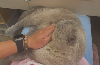 [🆕🇻🇳] Quạo pet store – pet shop and spa, grooming 🐶🦜 Top1Pets 🐱🐠 Thấy ảnh cưng ghê chưa, ngày nào cũng phải đu lên người lấy hơi zay mới chịu óQuạo pet store – pet grooming, spa
“Mua là có quà – Nâng niu thú cưng như , shares-1✔️ , likes-1❤️️ , date-2025-05-29 18:49:01🐶🐱🇻🇳🇻🇳🇻🇳📰🆕