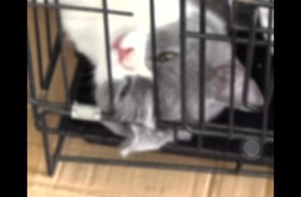 [🆕🇻🇳] Quynh Le Pet Spa  🐶🦜 Top1Pets 🐱🐠  , shares-0✔️ , likes-0❤️️ , date-2025-06-01 20:24:18🐶🐱🇻🇳🇻🇳🇻🇳📰🆕