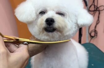 [🆕🇻🇳] Alo Pet – Mỹ Tho 🐶🦜 Top1Pets 🐱🐠 Mặt Hàn cho bé xinh xinh , shares-0✔️ , likes-0❤️️ , date-2025-06-30 19:14:02🐶🐱🇻🇳🇻🇳🇻🇳📰🆕