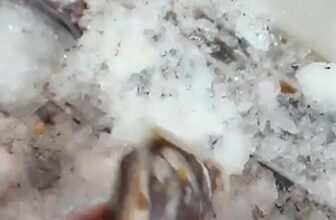 [🆕🇻🇳] Chợ Quê Hải Sản – chuyên cung cấp chả cá nha trang và các loại hải sản tươi sống 🍔 Top1Food  🍜  Cá chốt trứng tươi 170k/ký hàng tươi sống full trứng
Ib 0909 837 512 , shares-0✔️ , likes-0❤️️ , date-2025-06-05 04:47:03🇻🇳🇻🇳🇻🇳📰🆕